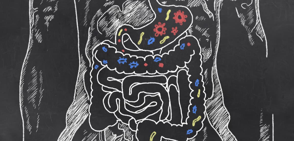 "Weight Loss and the Role of Gut Bacteria: A Holistic Approach to Shedding Pounds | Personal Training "